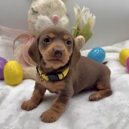 Grace - Chocolate and tan female Dachshund puppy in Goodyear, Arizona from AZ Royal Doxies llc