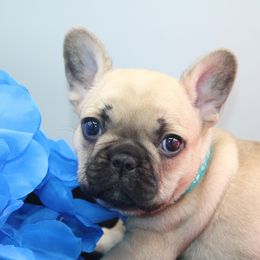French Bulldog Puppies from Infinity Frenchies