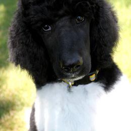 Poodles from Solo Standards