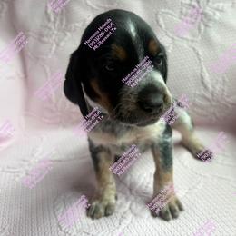 Poppy - Blue ticked and tan female Bluetick Coonhound puppy in Mount Pleasant, Texas from Harmons Hounds