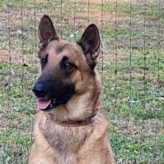 Belgian Malinois from Turick