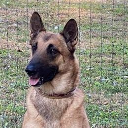 Belgian Malinois from Turick
