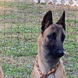 Belgian Malinois from Turick