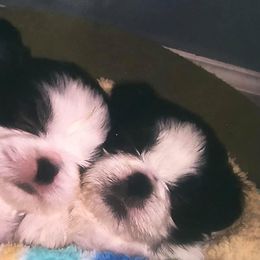 Shih Tzus from Little Lion Shih Tzu
