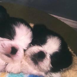 Shih Tzus from Little Lion Shih Tzu
