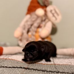 Lou Who - Black male Pug puppy in Smiths Station, Alabama from Magnolia Pugs