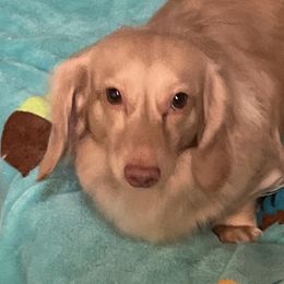 Dachshunds from Dawson Creek Doxies