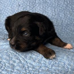 Ash - Black tri-color male Australian Shepherd puppy in Olivehurst, California from Double M Aussies