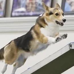 Pembroke Welsh Corgis from Havaheart Corgis
