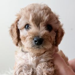Poppy - Apricot female Cavapoo puppy in Greenville, South Carolina from Reedy River Doodles