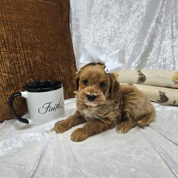 Rory - 2 lbs 11 oz - Red  female Goldendoodle puppy in Floyd, Virginia from Hearts and Paws Poodles and Doodles