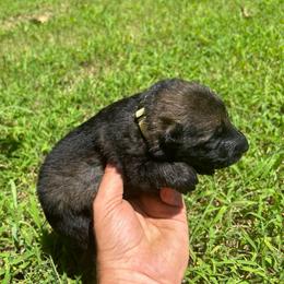 Yellow Collar, Sable Male - Sable male German Shepherd puppy in Milan, Illinois from Stonewick German Shepherds