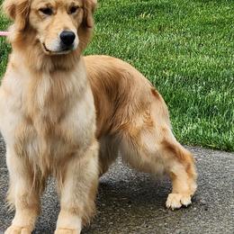 Golden Retriever All Grown Up from Bryeridge Goldens