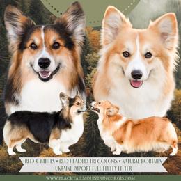 Pembroke Welsh Corgi puppies from Blacktail Mountain Corgis