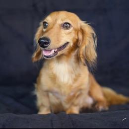 Lady - Dachshund
