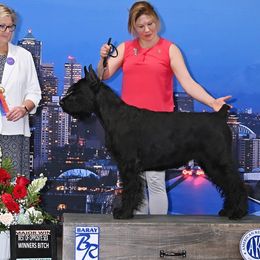 Rose - Giant Schnauzer