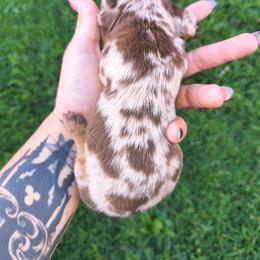 Simba - Dapple male Dachshund puppy in Jackson, Tennessee from BlackPine Kennels