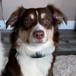 RC - Australian Shepherd
