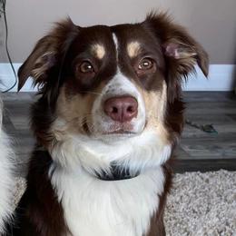 RC - Australian Shepherd