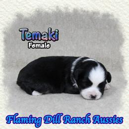 Temaki - Black tri female Toy Australian Shepherd puppy in Forestburg, Texas from Flaming Dill Ranch Aussies