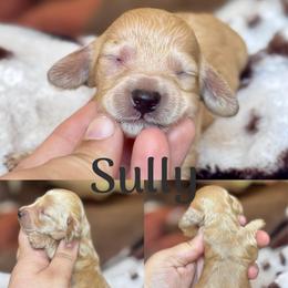 Sully - Cream male Dachshund puppy in Hornbeck, Louisiana from A&Z Mini Dachshunds