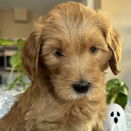 Boba - Red  male Goldendoodle puppy in Gilbert, Arizona from DogHouse Doodles