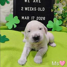 Pink collar girl - Light golden female Golden Retriever puppy in Rochester, Washington from Grand Mound Goldens