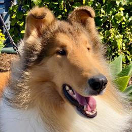 Nicky - Collie