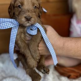 Burlap - Caramel red male Australian Labradoodle puppy in Dawson, Georgia from Still Pond Australian Labradoodles