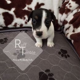 Boy 2 - Tri-color male Russell Terrier puppy in Harvel, Illinois from Ruff and Tumble Russell Terriers