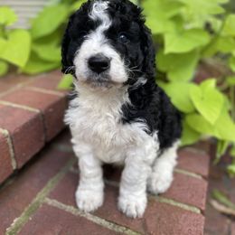 Luke - Black and white male Bernedoodle puppy in Russellville, Arkansas from Crossgate Doodles