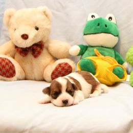 AKC Female 5 - Red female Havanese puppy in South Carolina from Premier Havanese Dogs