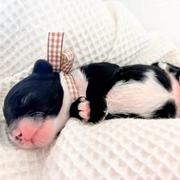 Ike - Black and white male Cockapoo puppy in Seymour, Missouri from Cherokee Creek Labradors and Doodles