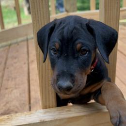 Doberman Pinscher Puppies from Bhon Mhuir Dobermanns