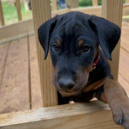 Doberman Pinscher Puppies from Bhon Mhuir Dobermanns