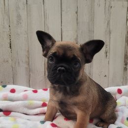 REED - Fawn male French Bulldog puppy in Collinston, Utah from Country Sunshine