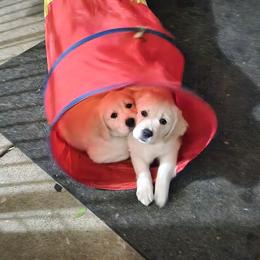 Golden Retriever Puppies from Dandelion Meadows Farm