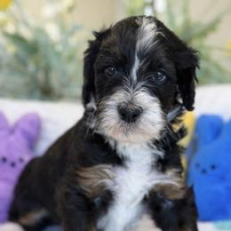 Ivan - Tri-color male Bernedoodle puppy in Yuciapa, California from AlltheDoodlez_