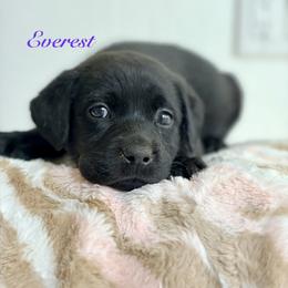 Everest - Black female Labrador Retriever puppy in Tomahawk, Wisconsin from Mahner Labs