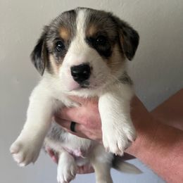 Baron - Blue merle and white Cardigan Welsh Corgi puppy in Corona, California from ChezBeale