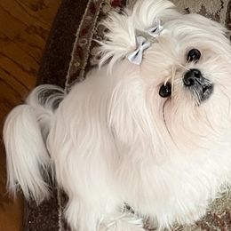 Shih Tzus from Sugarcoat Shih Tzu