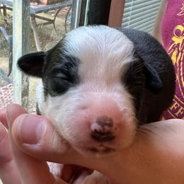Stripe - Black tri-color male Australian Shepherd puppy in Monroe, North Carolina from Meekey Family Aussies