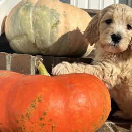 Australian Shepherds and Goldendoodles from Dreamland Aussies & Poodles