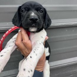Red - Black and white male German Shorthaired Pointer puppy in Newton Grove, North Carolina from Wayalife Labradors & Gsp’s