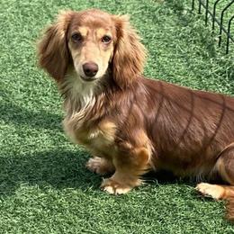 Lindor - Dachshund