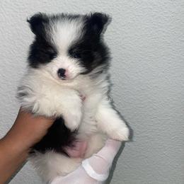 Francis - Black parti female Pomeranian puppy in Los Angeles, California from Furever Blessed 🤍🐾🖤