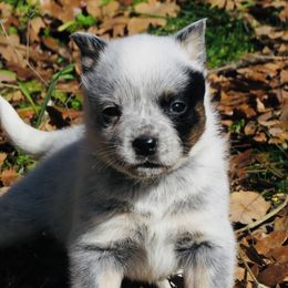 Zelda - Blue mottled female Australian Cattle Dog puppy in Redding, California from Macushla Kennel