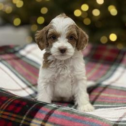 Lord - Caramel male Australian Labradoodle puppy in Calhoun, Louisiana from Arrowhead Australian Labradoodles