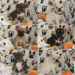 French Bulldog Puppies from Carbonite French Bulldogs