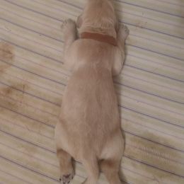 "Piper's baby (Golden Retriever)" Goldendoodle, Golden Retriever, and Sheepadoodle Puppies from Guppy Puppies